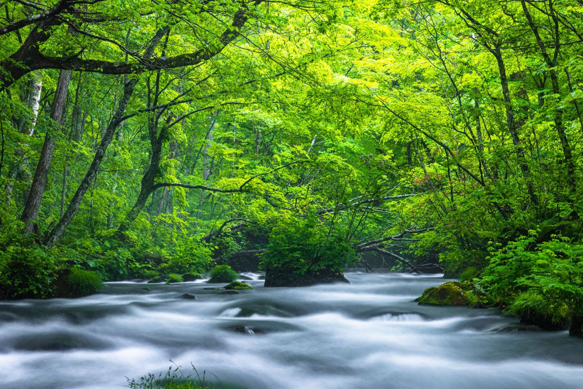 渓流 MDAwMDA0ODAyOA_MC42MTAzODAwMCA