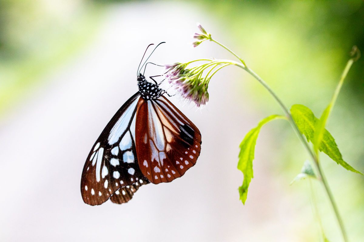 SP 90mm F/2.8 Di MACRO 1:1 VC USD (Model F017) で撮影された