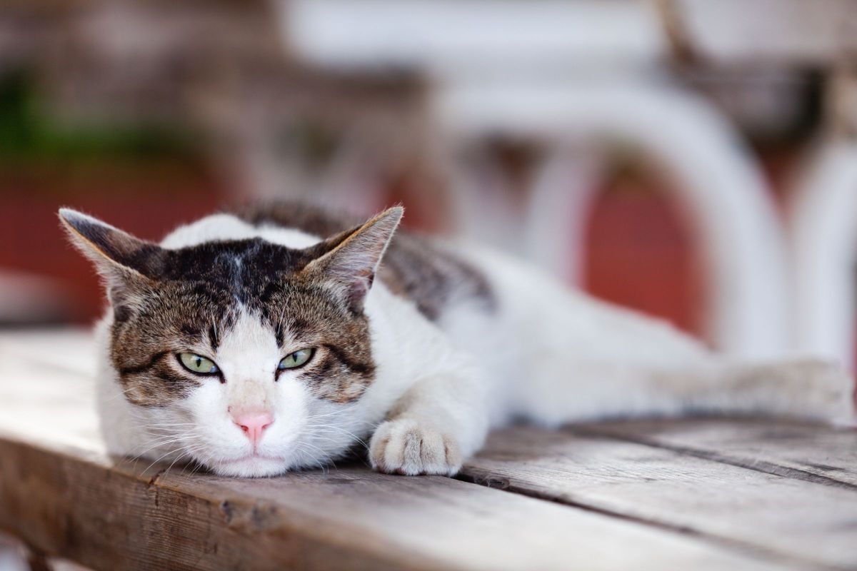 あ あ蒸し暑いぜ 動物 猫 Ganref