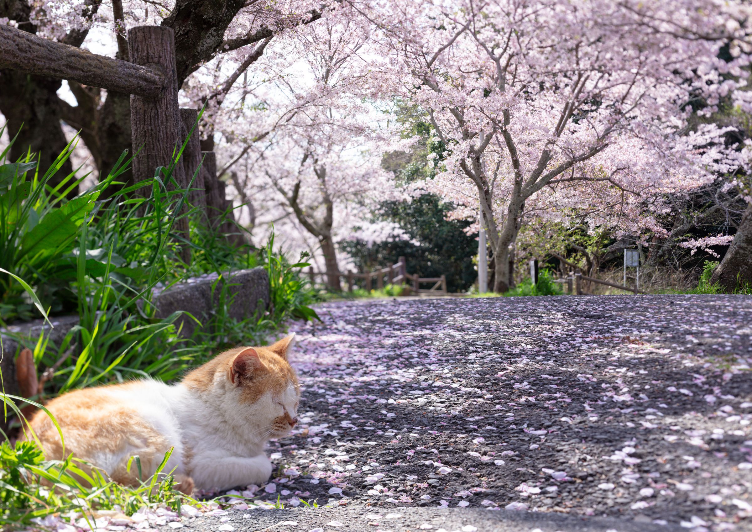 桜散る道端で昼寝 | GANREF