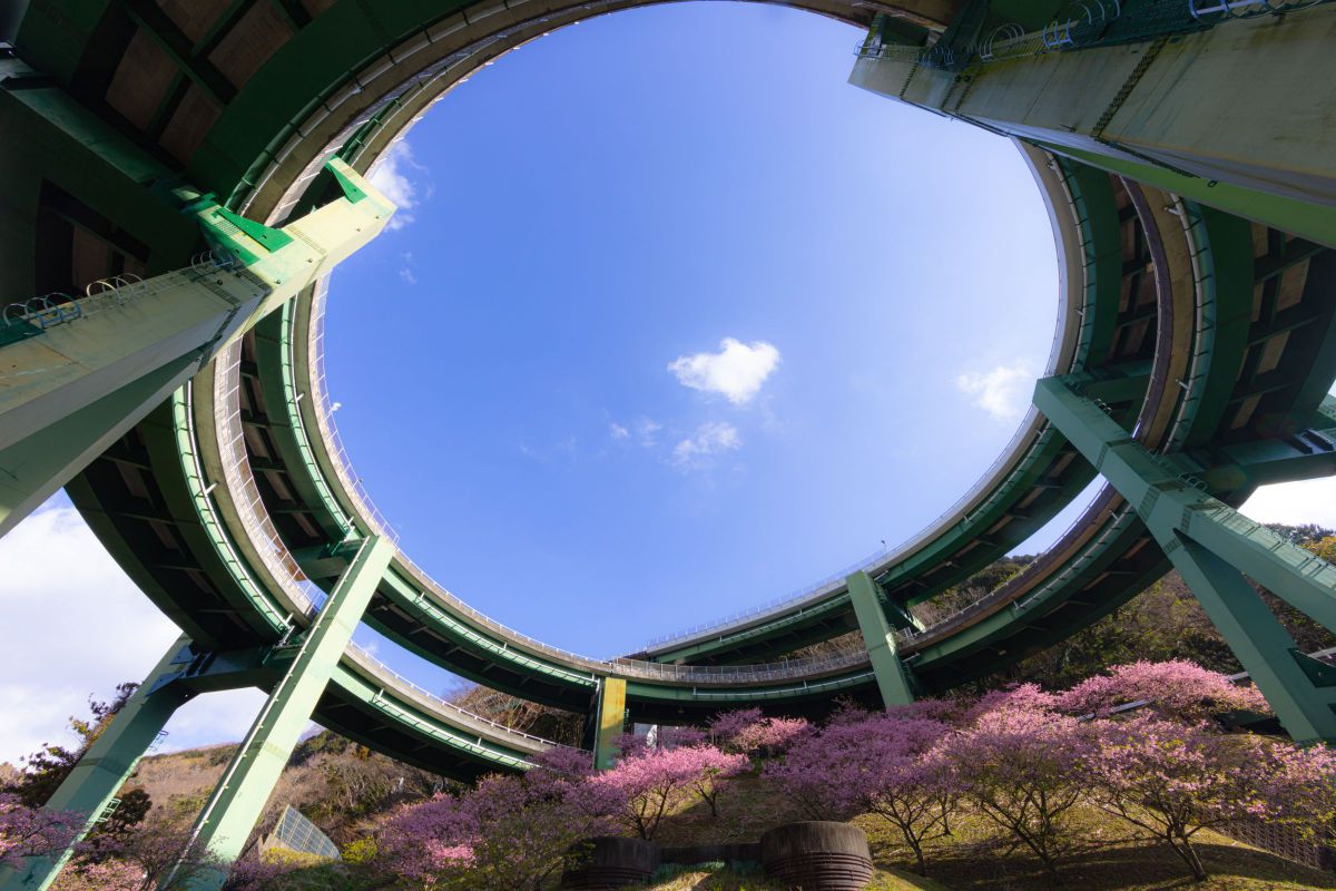 河津七滝ループ橋に朝の河津桜 植物 桜 Ganref