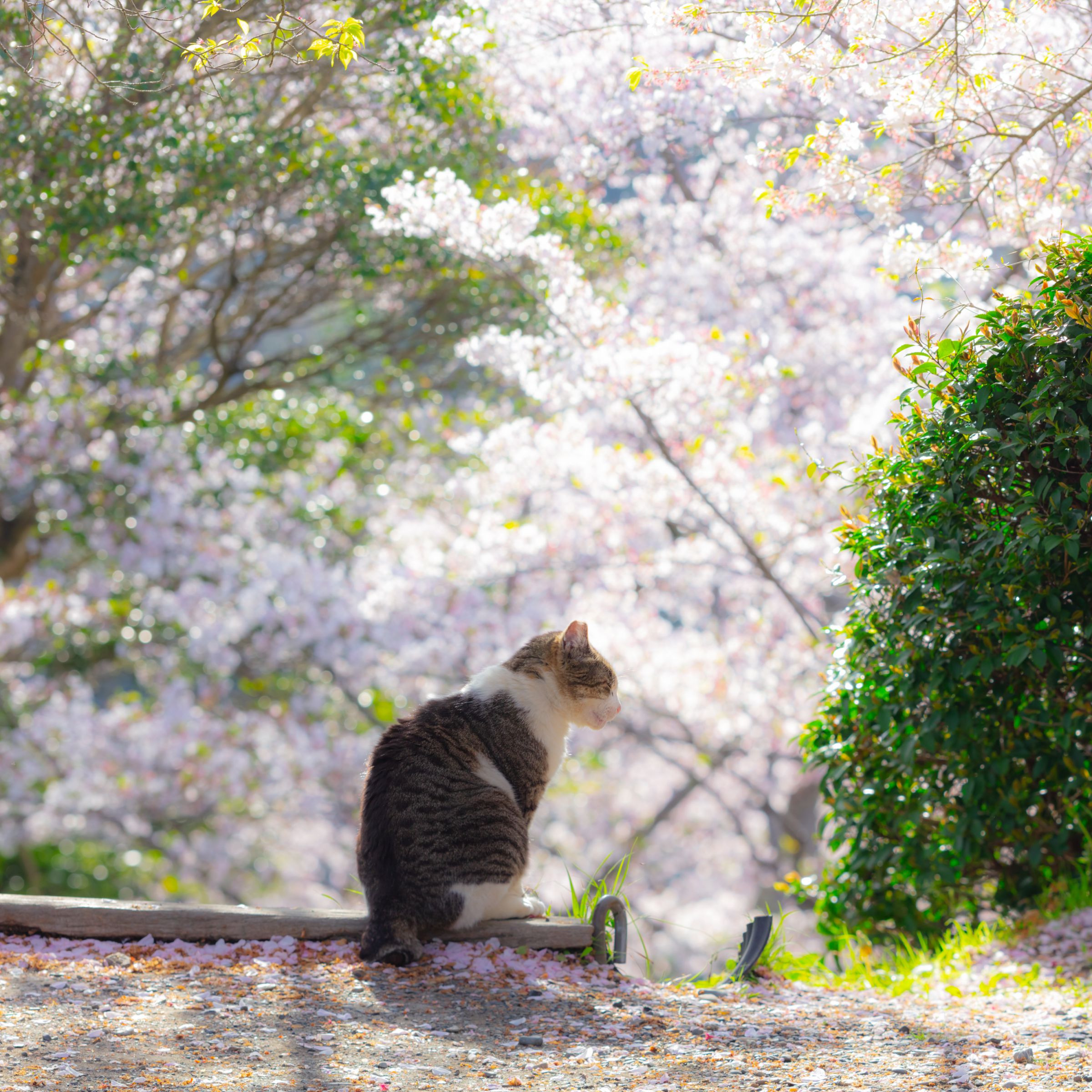 桜散る階段にたたずむ猫にもお別れ | GANREF
