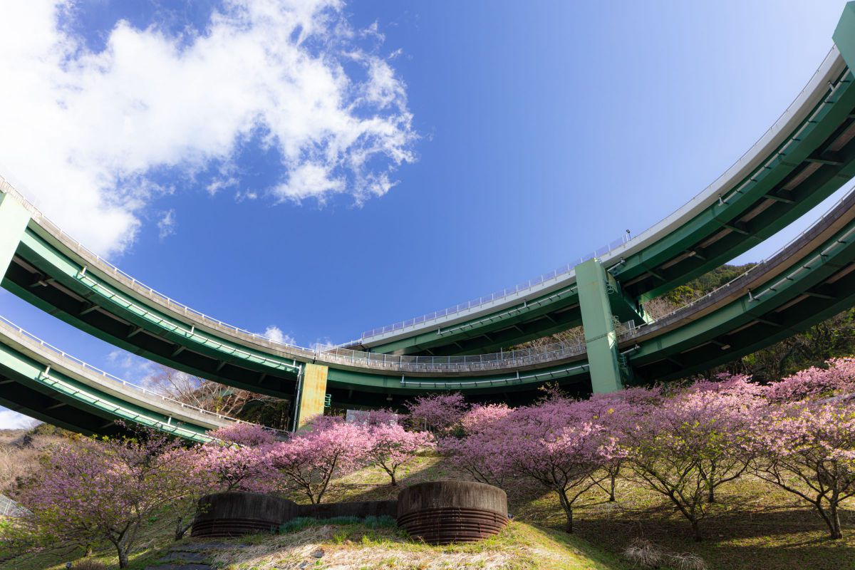 河津七滝ループ橋 朝の河津桜 植物 桜 Ganref