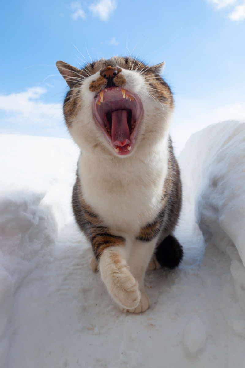 雪上に牙をむく 動物 猫 Ganref 雪上に牙をむく 動物 猫 Ganref