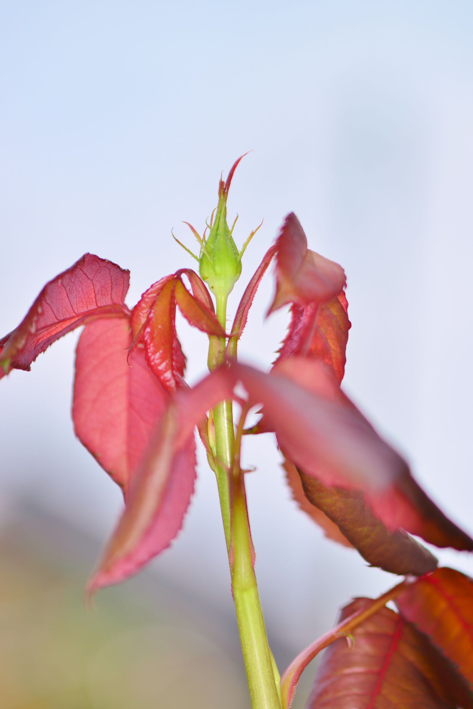 紅の 二尺のびたる 薔薇の芽の・・ 針やわらかに・春雨の降る 『正岡