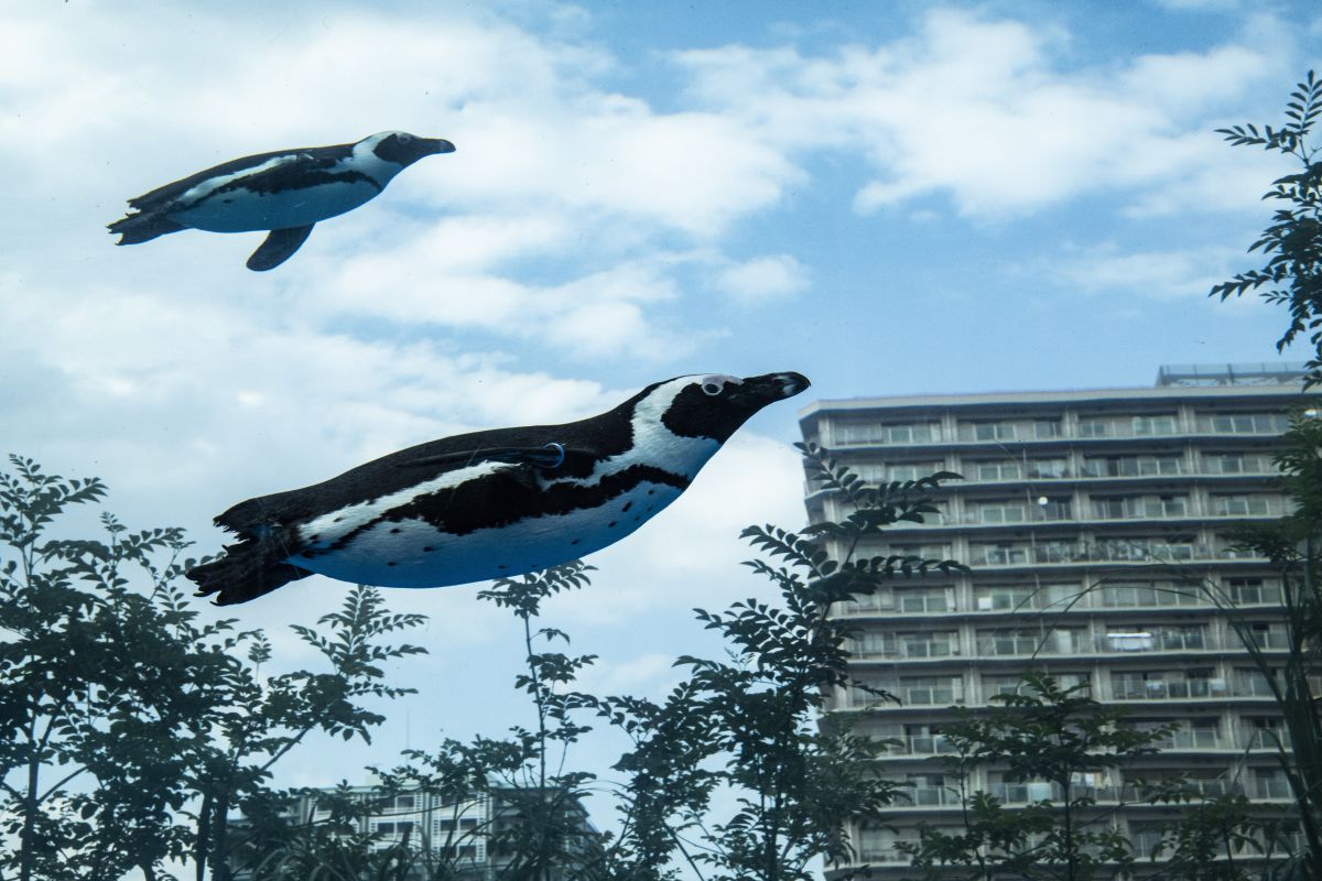 空飛ぶペンギン 動物 鳥類 Ganref
