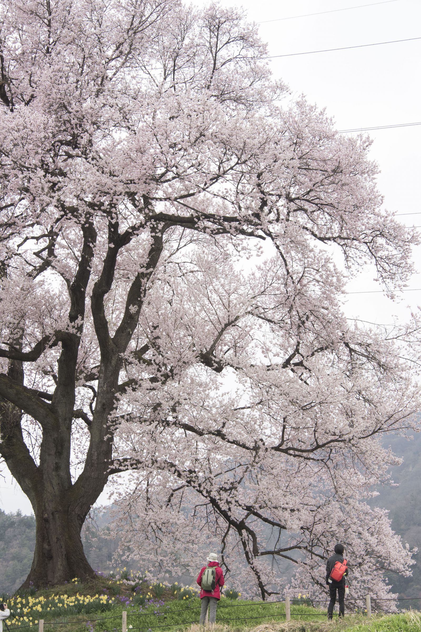 人々を惹き付ける大きな桜の木 | GANREF