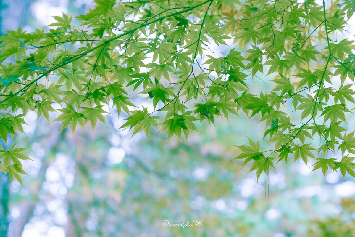 青紅葉 マイペースで行こう 自然 風景 森林 Ganref