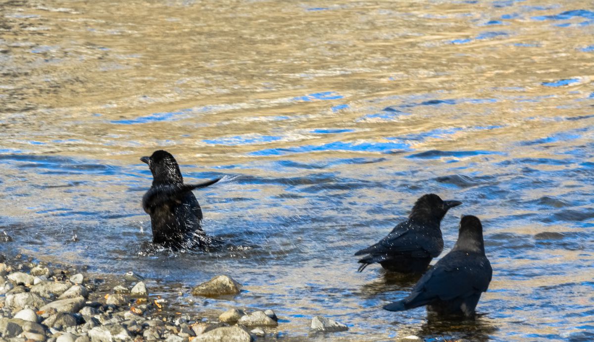 カラスの行水 いい湯だな Jpg 動物 鳥類 Ganref