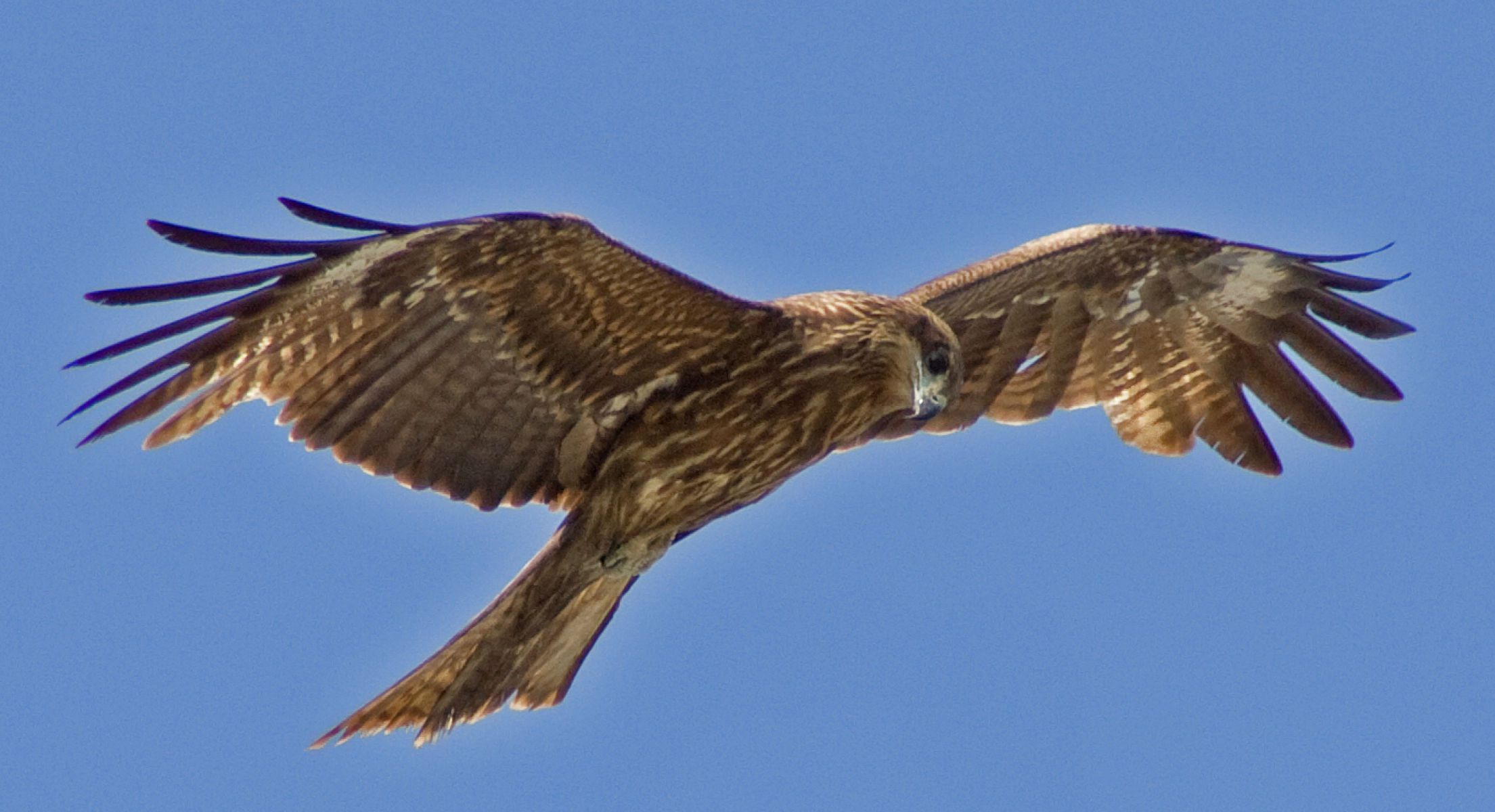 鳶 とび の性能を調べてみました 動物 鳥類 Ganref