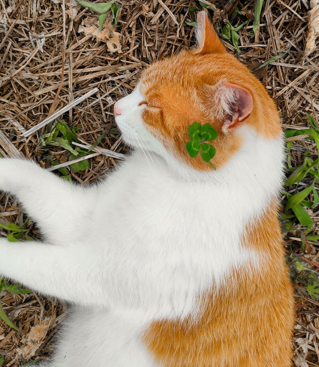 四つ葉のクローバーは幸運のシンボル 動物 猫 Ganref