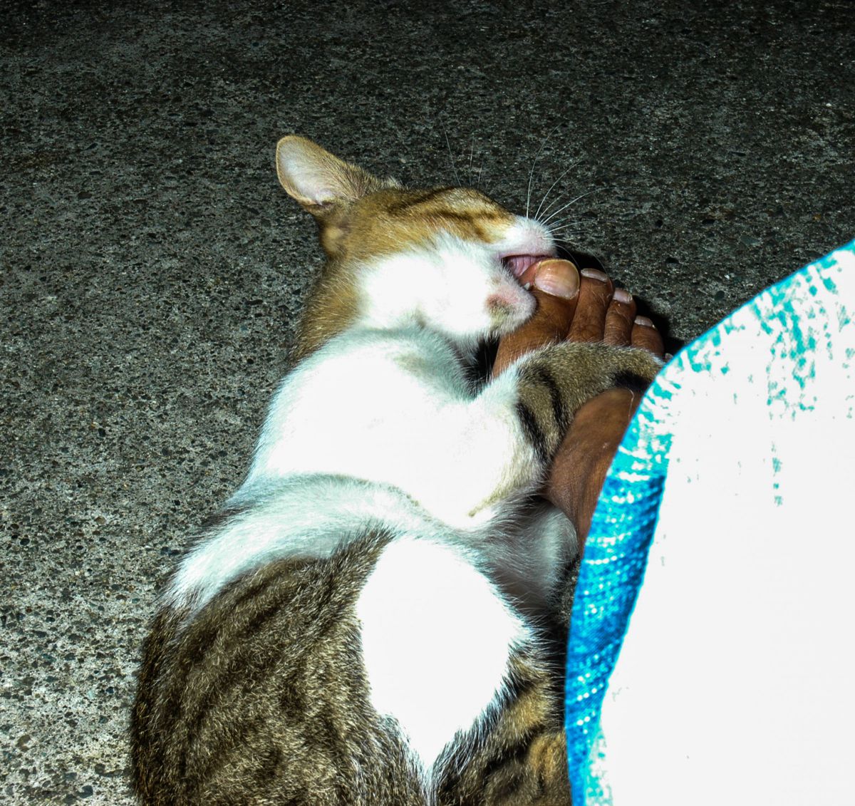 猟奇的な猫 動物 猫 Ganref