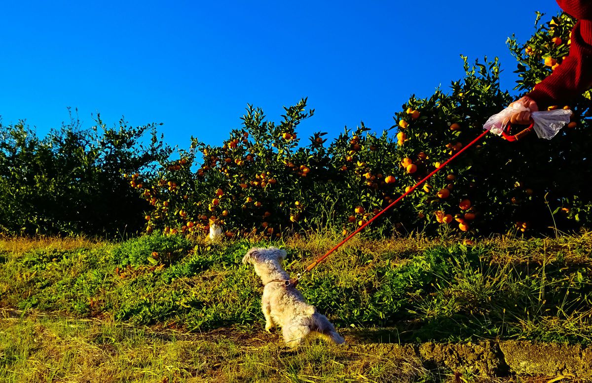 【1109 - 1】摘ままれにゃんこのキーホルダー／ペンダント 1109 - 7】摘ままれにゃんこのキーホルダー／ペンダント