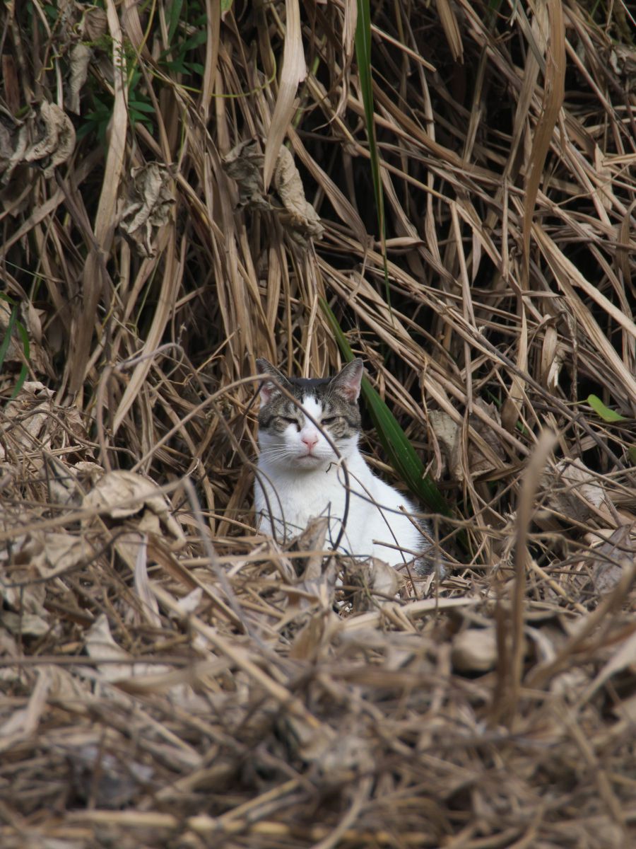 Bush Cat | GANREF