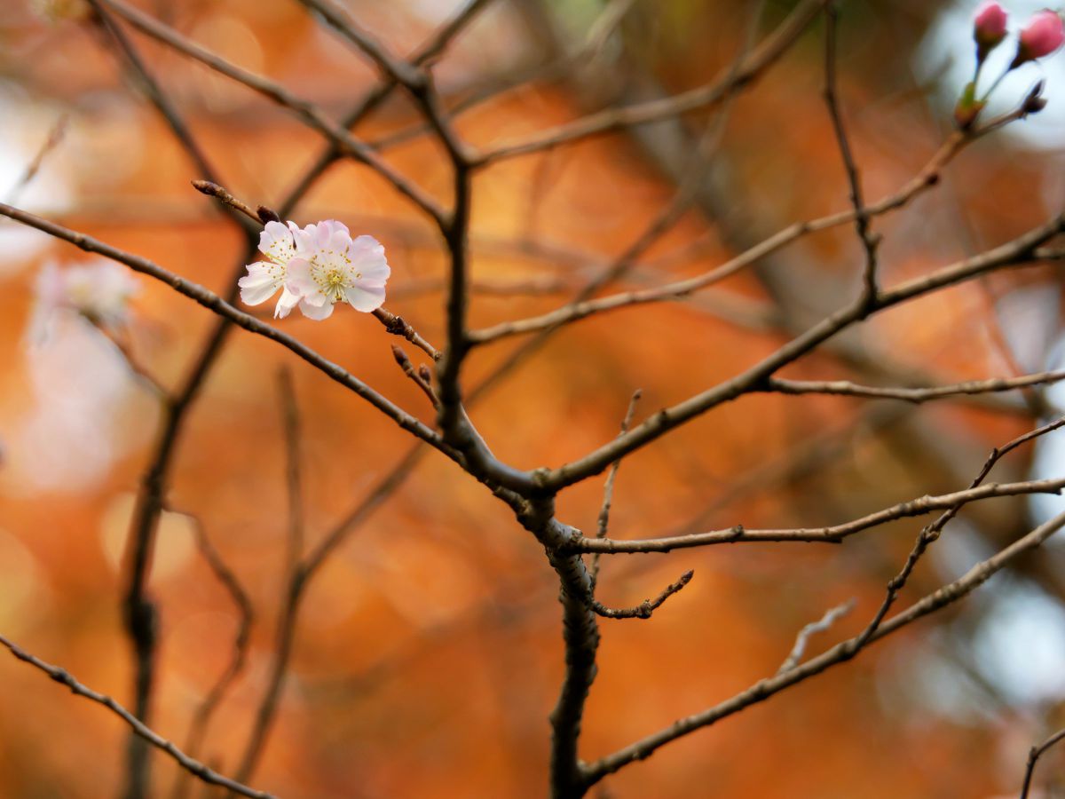 冬桜 | GANREF