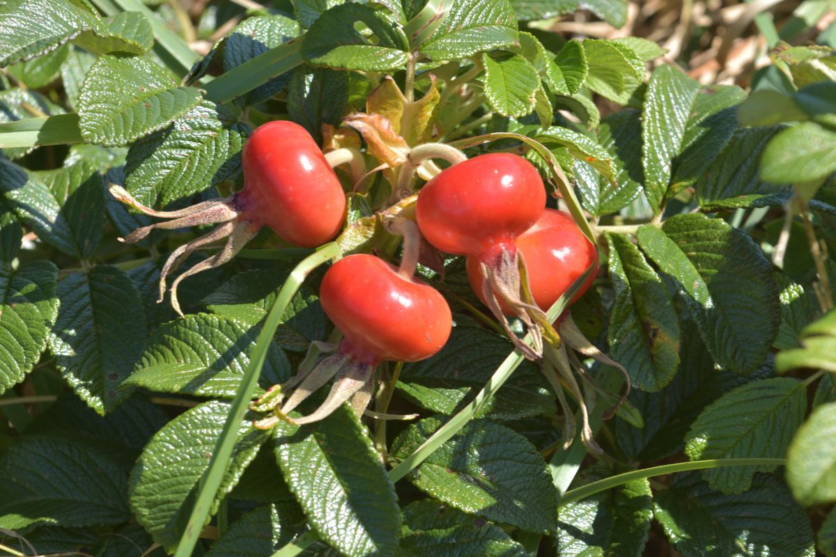 ハマナスの秋 植物 実 果実 Ganref ハマナスの秋 植物 実 果実 Ganref
