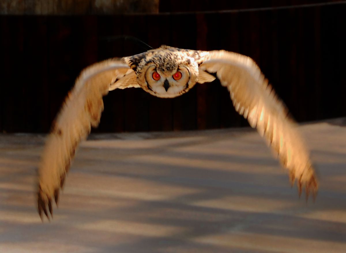 ❤️エモ写に❤️Nikon 18-200mm フィルム風描写✨ 71aMnKzkWuL._AC_UL210_SR210,