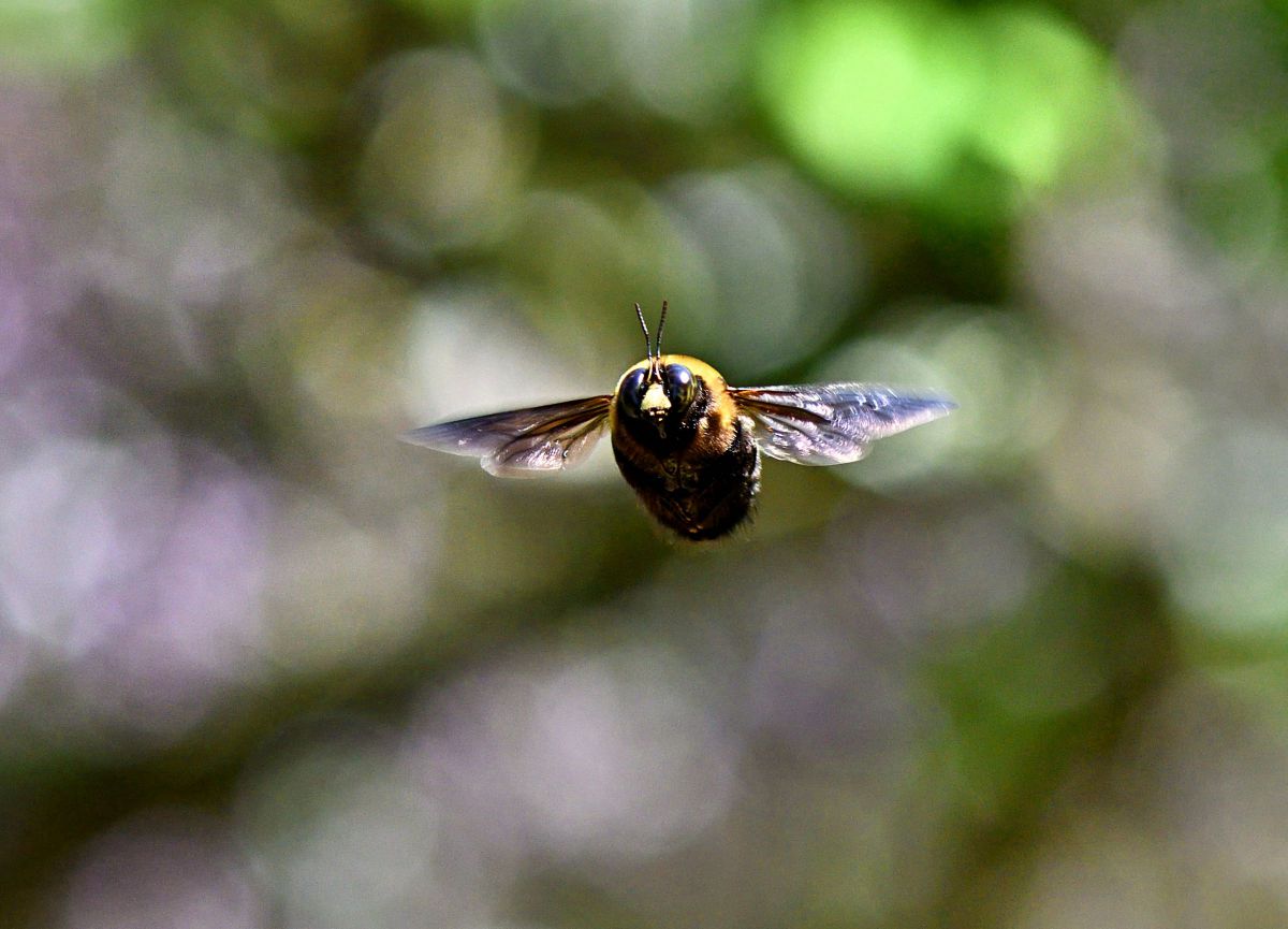 ヴゥーン ブンブン GANREF