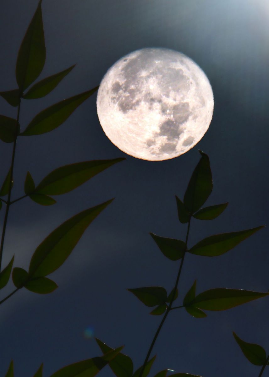 a full moon | GANREF