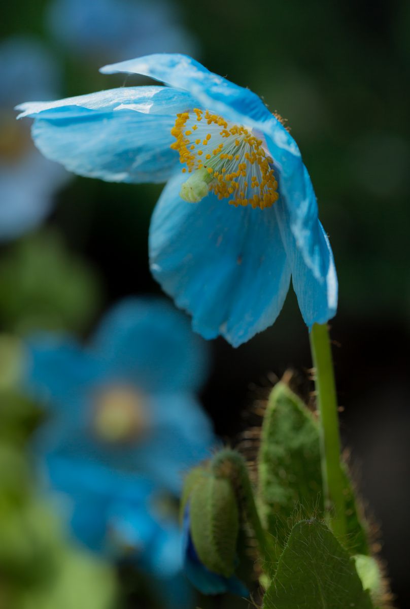 青いケシの花 植物 花 花びら Ganref