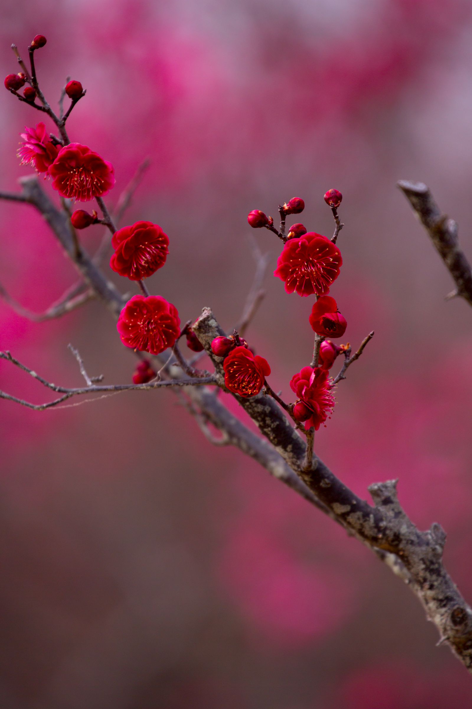 真紅の紅梅 | GANREF