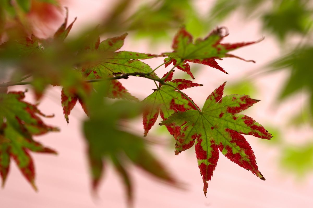 葉っぱのしもやけ 植物 草 葉 芽 Ganref