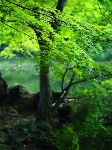 言の葉の庭 自然 風景 森林 Ganref