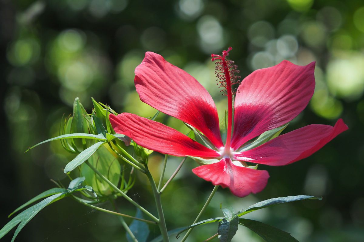 ８月の赤塚植物園から モミジアオイ 植物 花 花びら Ganref