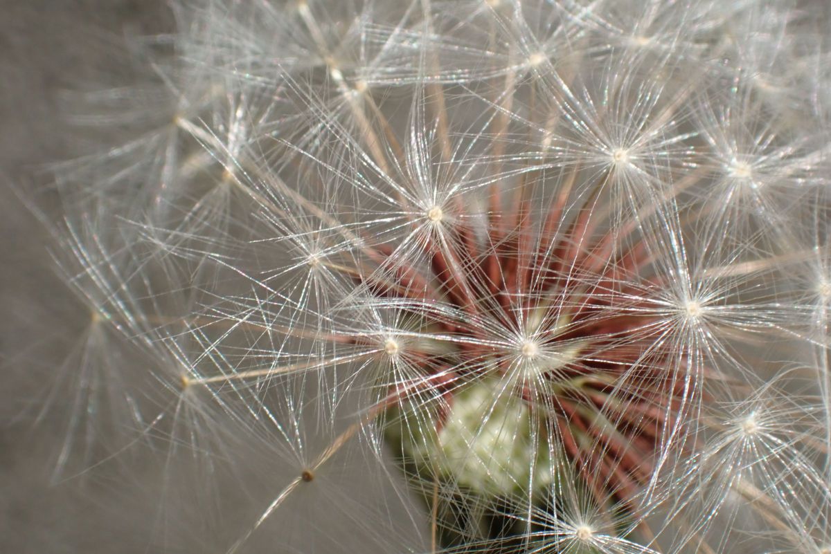 買い出しの帰り道 ４ タンポポの綿毛 植物 種 球根 Ganref