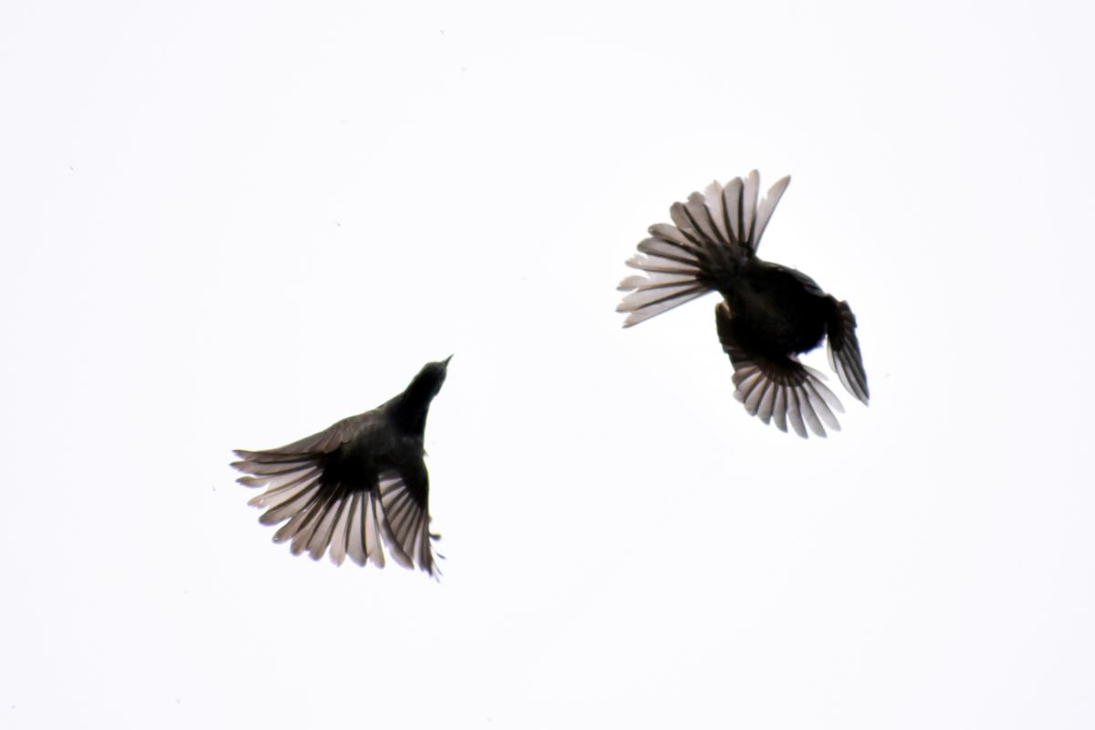 AF-P DX NIKKOR 70-300mm f/4.5-6.3G ED VRで撮影された写真 | 写真