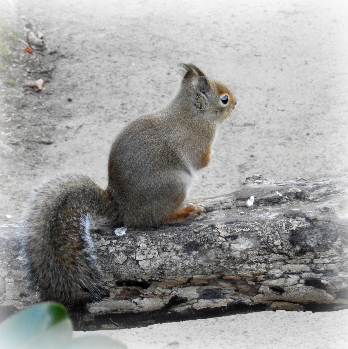 冬毛のニホンリス 動物 小動物 Ganref