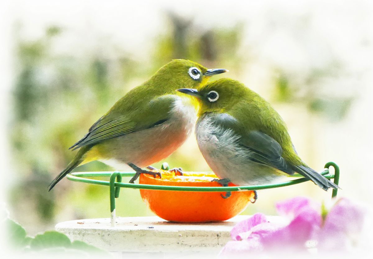 AF ZOOM 75-300mm F4.5-5.6で撮影された写真 | 写真検索 | GANREF
