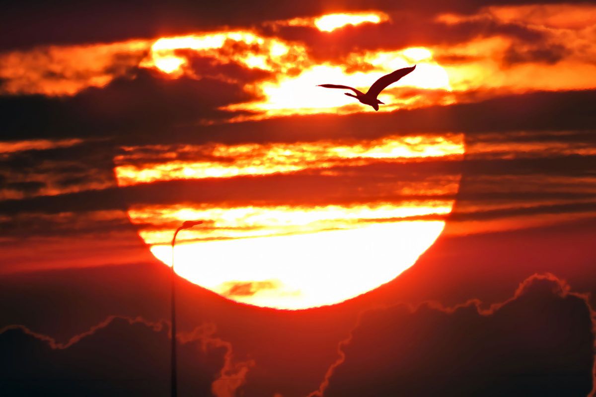 COOLPIX P1000で撮影された写真 | 写真検索 | GANREF