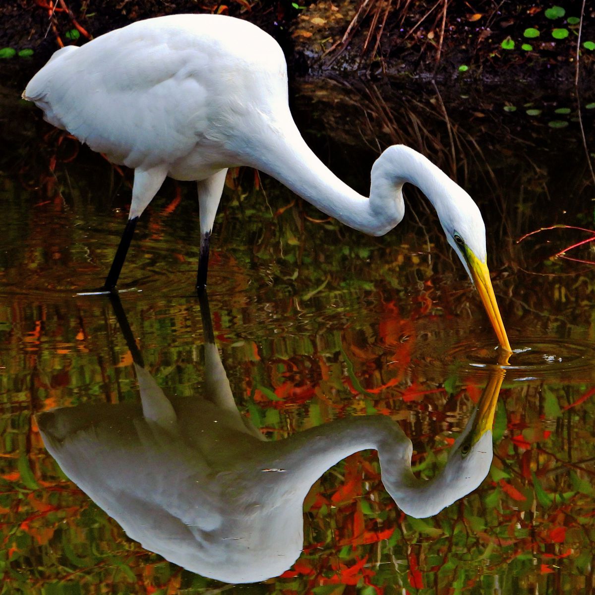 COOLPIX P1000で撮影された写真 | 写真検索 | GANREF