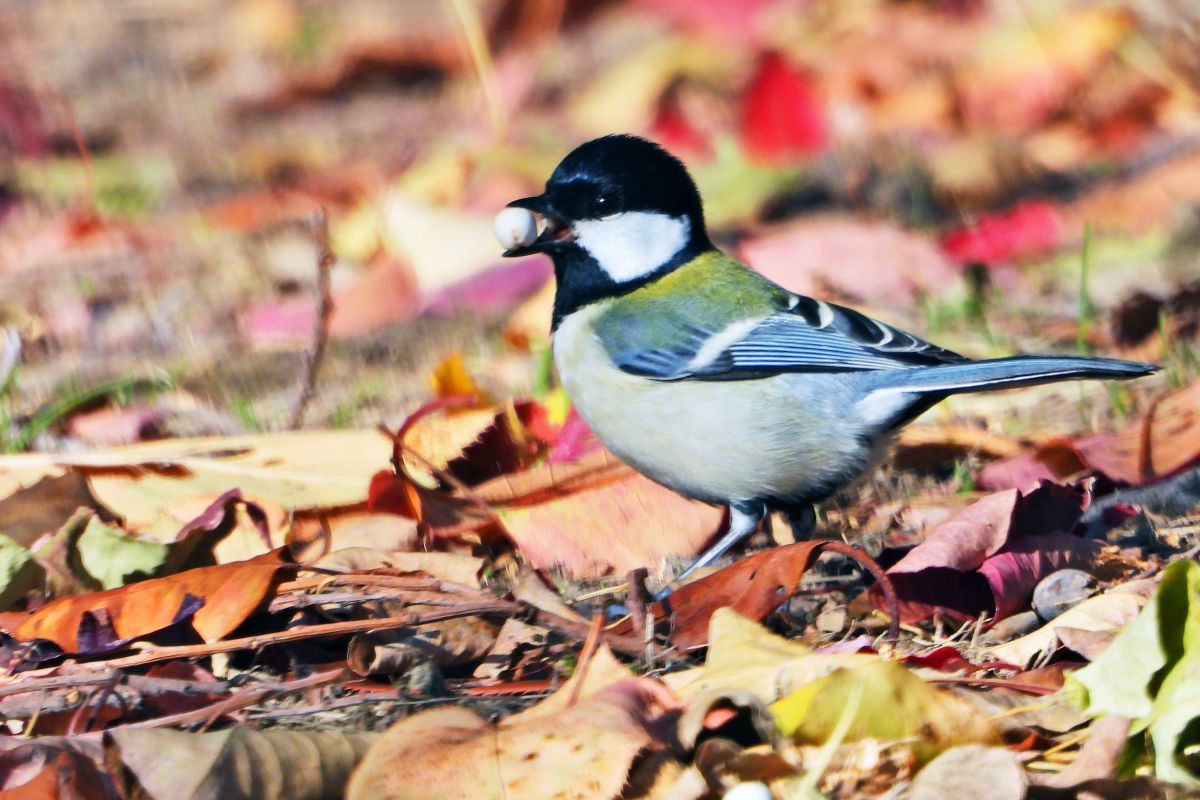 COOLPIX P1000で撮影された写真 | 写真検索 | GANREF