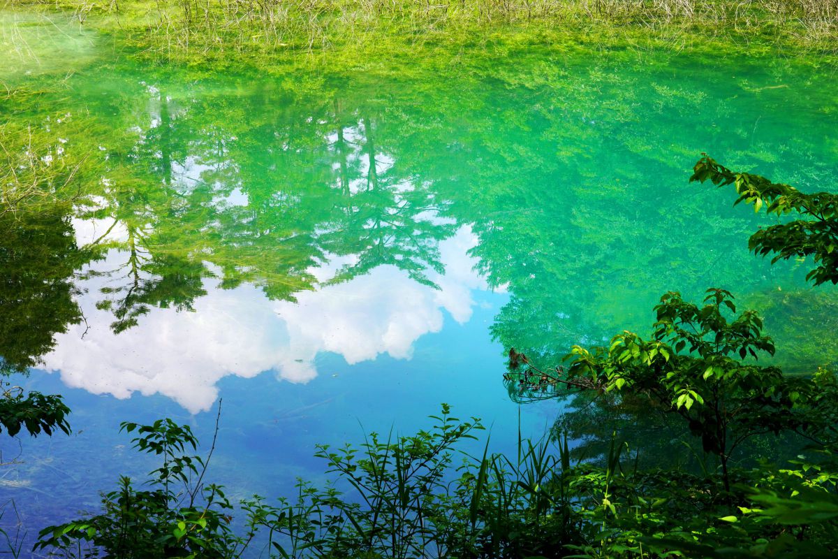 reflection | GANREF
