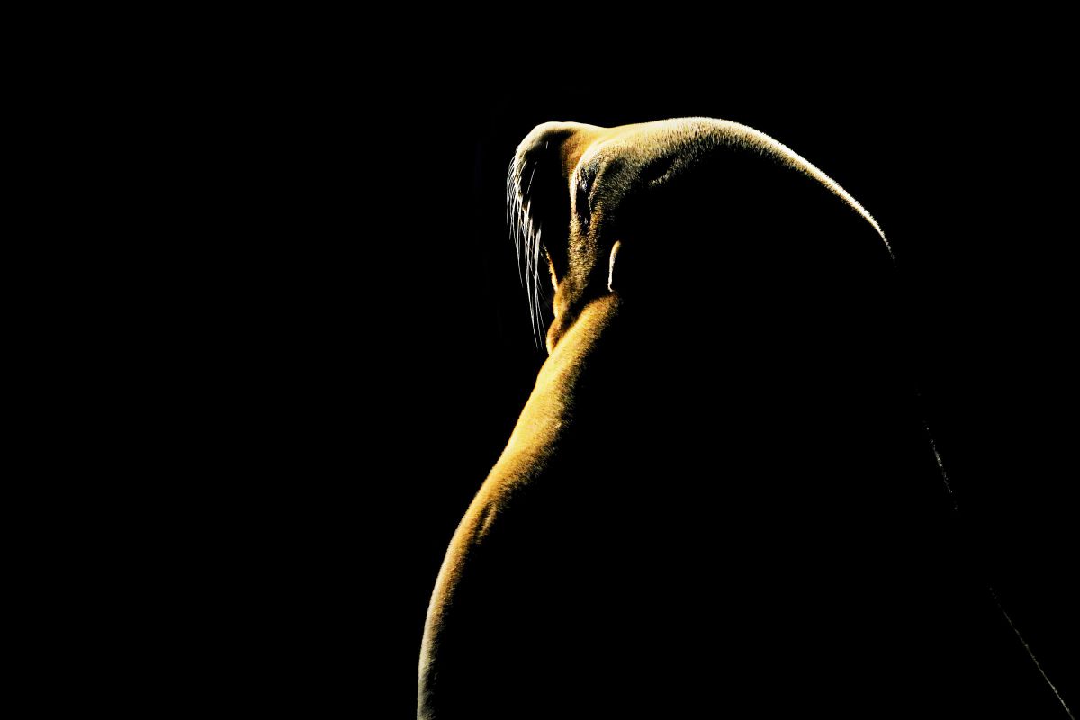 COOLPIX P1000で撮影された写真 | 写真検索 | GANREF