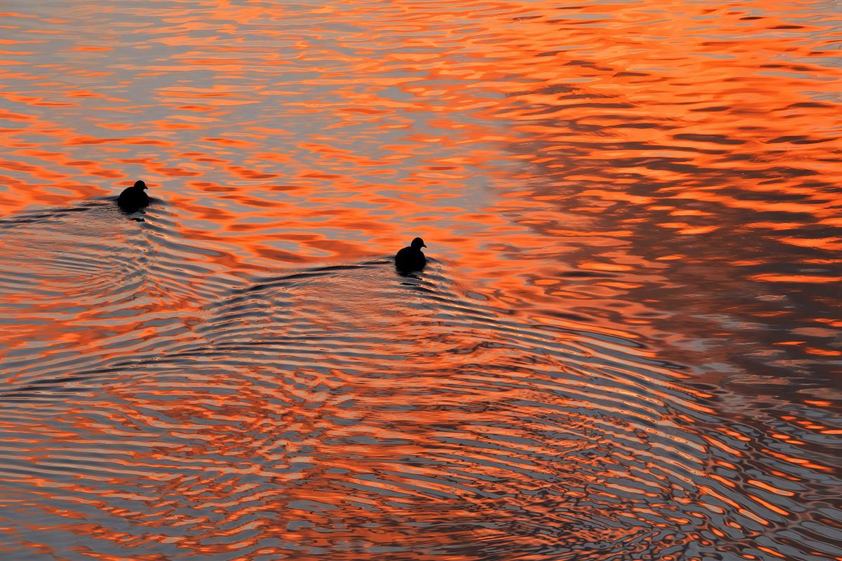 COOLPIX P1000で撮影された写真 | 写真検索 | GANREF