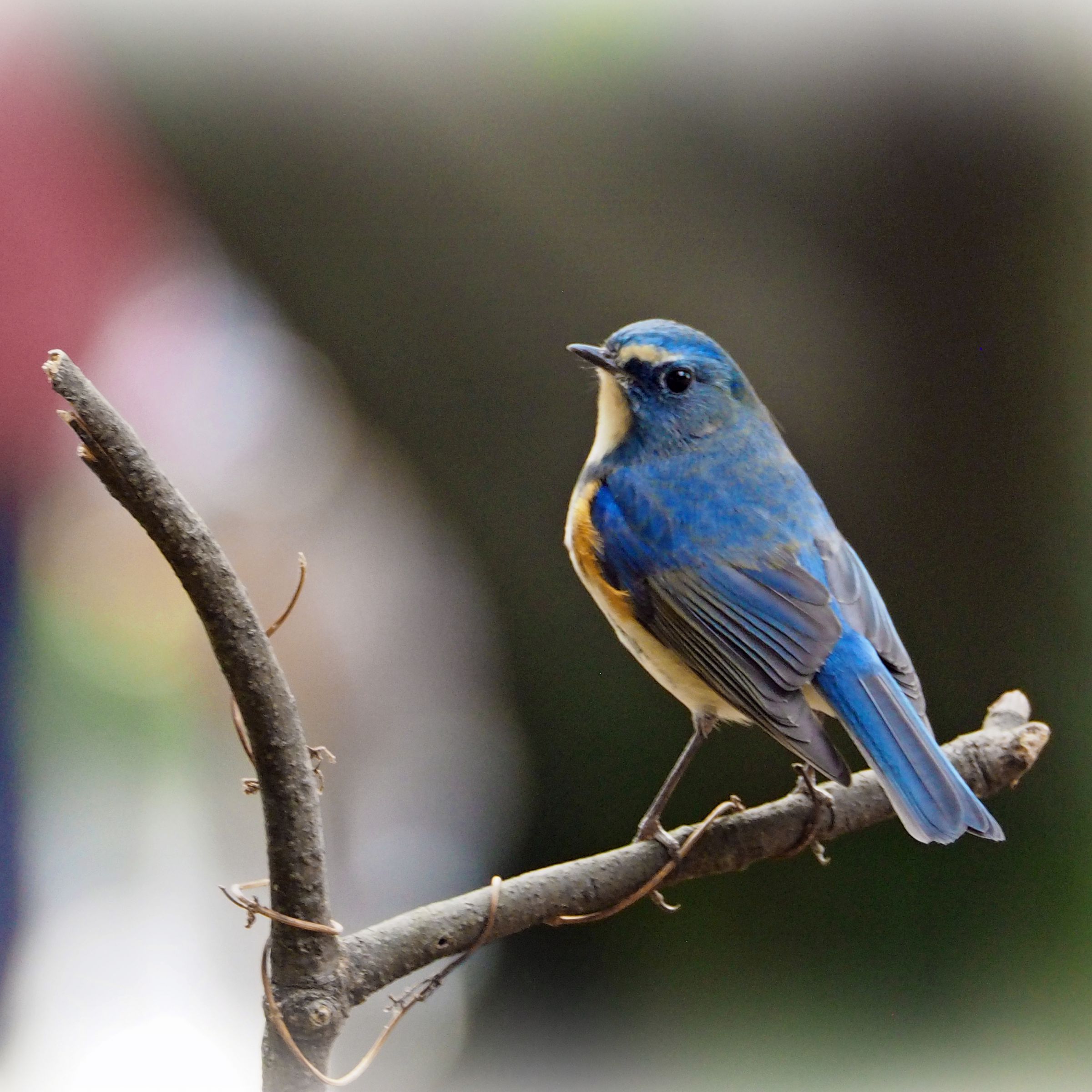 なかなか会えない青い鳥 | GANREF