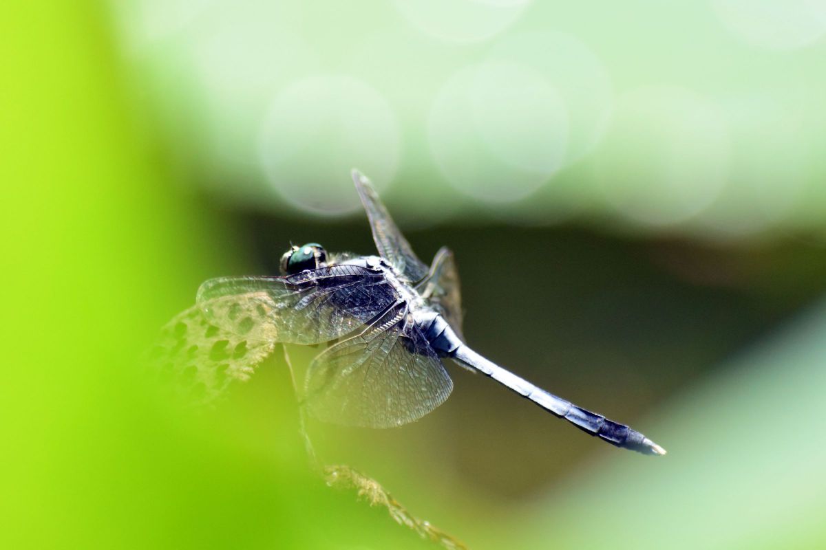 AF-P DX NIKKOR 70-300mm f/4.5-6.3G ED VRで撮影された写真 | 写真