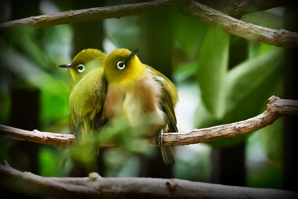 AF-P DX NIKKOR 70-300mm f/4.5-6.3G ED VRで撮影された写真 | 写真