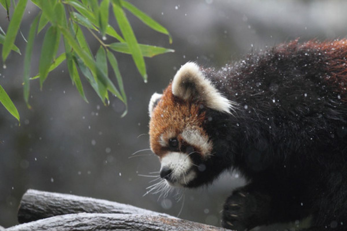 感動と腕力をくれる心強い手持ちレンズ 『Canon 300mm F2.8L IS USM