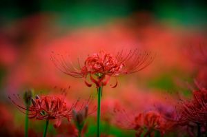 花言葉は 再会 植物 花 花びら Ganref
