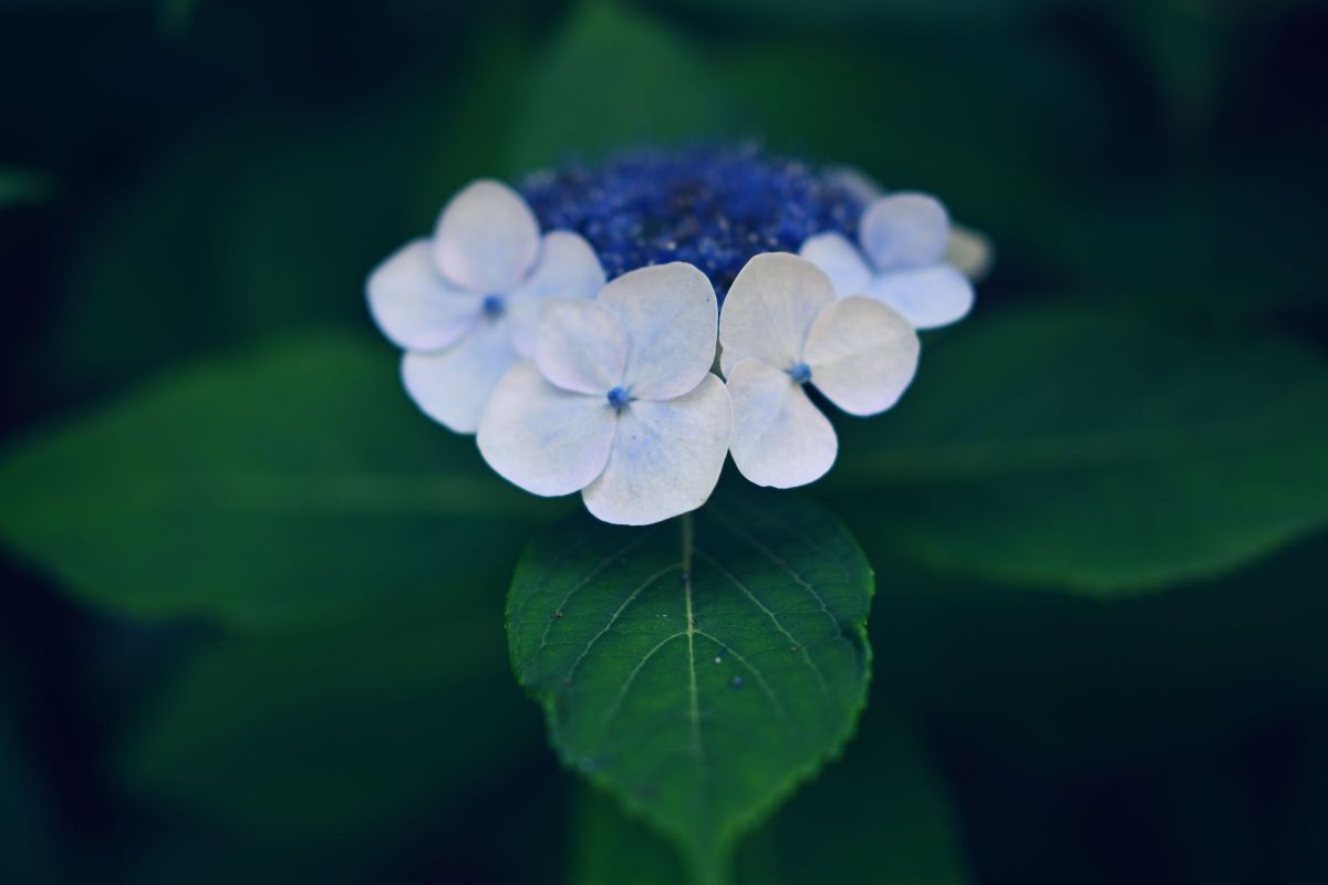Feeling blue | GANREF