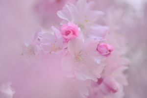 木炭デッサン風に仕上げてみた桜の花 植物 花 花びら Ganref