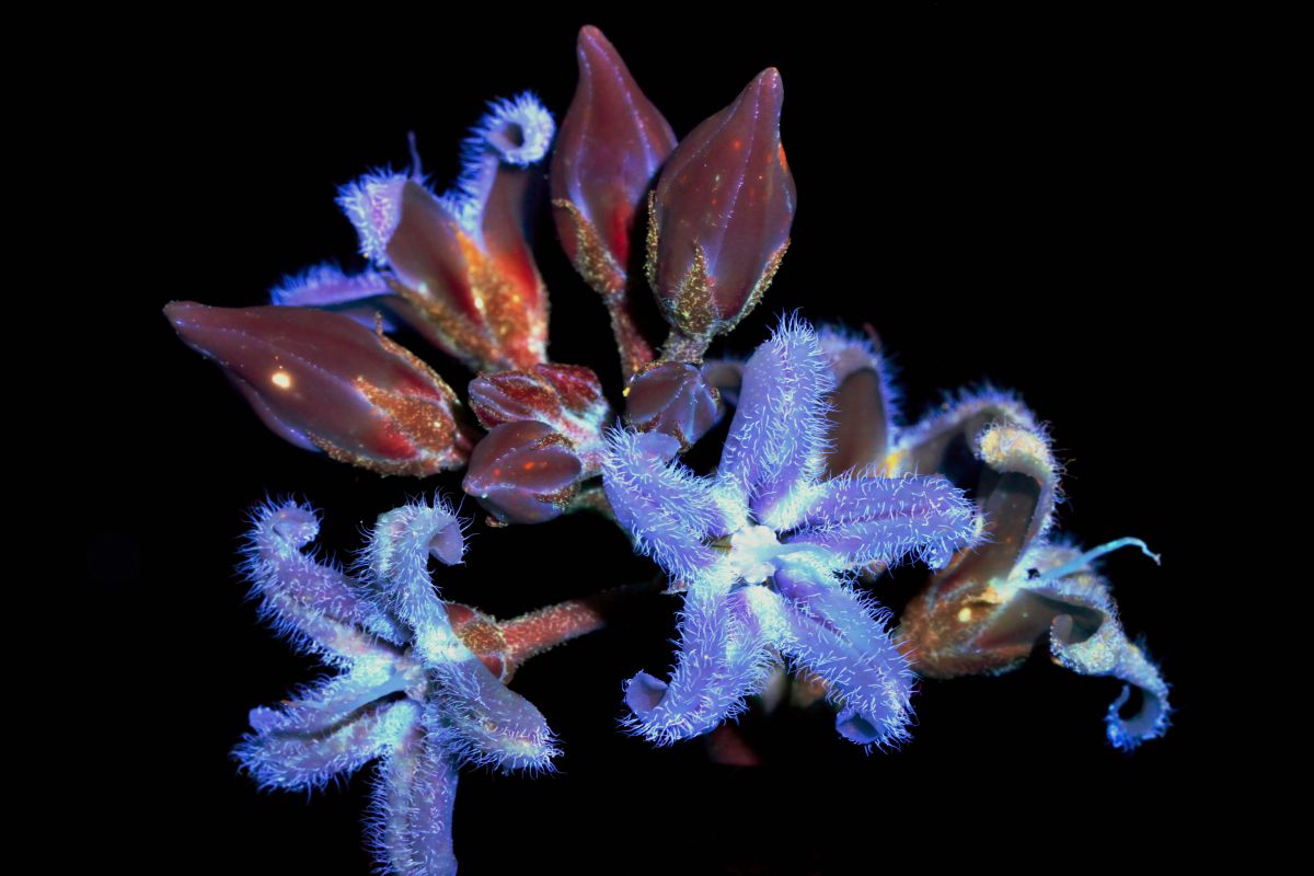 産毛に覆われたガガイモの花 3 Uvivfマクロ像 植物 花 花びら Ganref