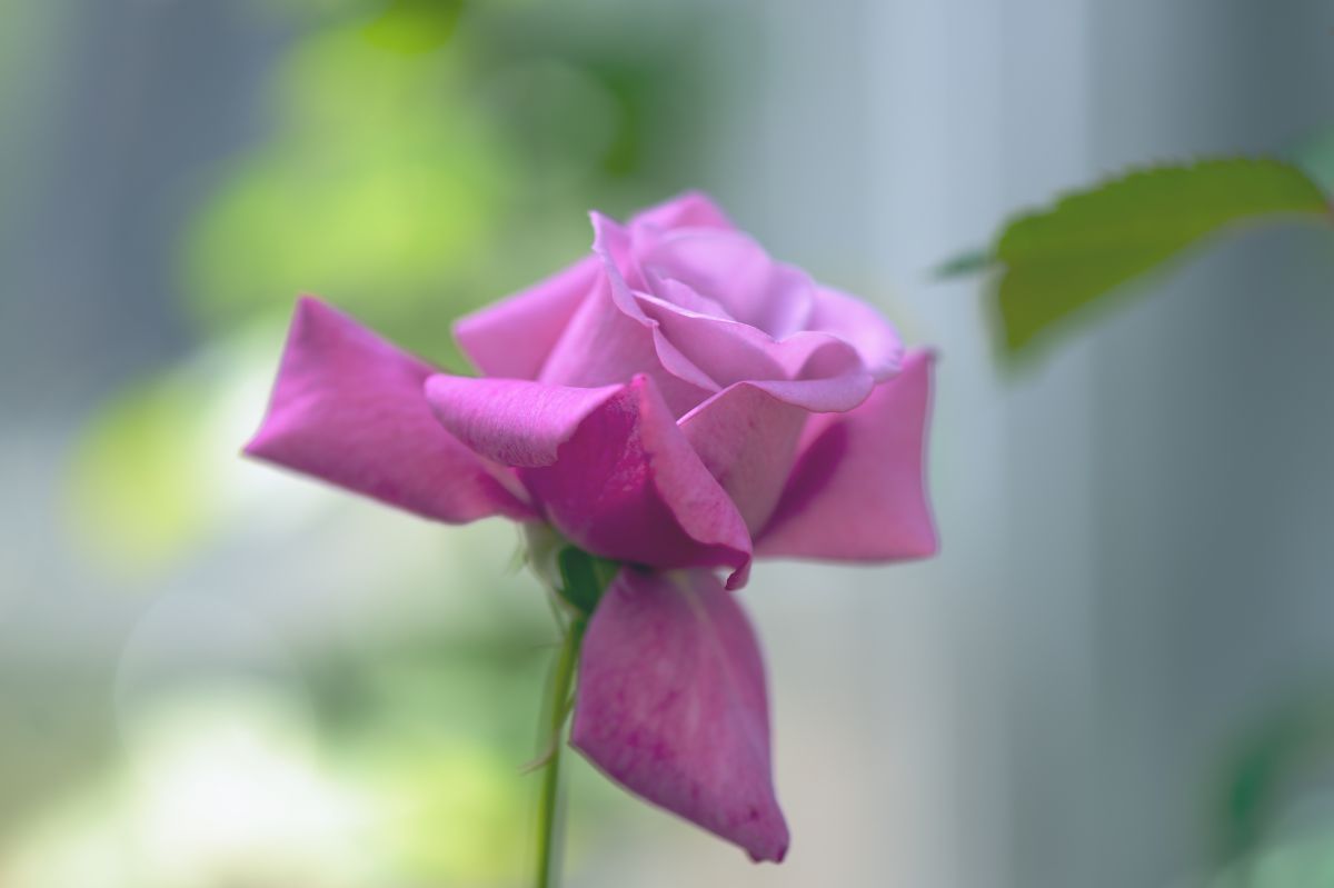 最高に美しくデリケートな色のバラ 植物 花 花びら Ganref