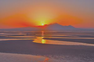 木炭デッサン風に仕上げてみた桜の花 植物 花 花びら Ganref