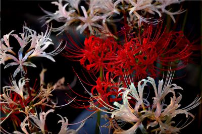 みんなが撮影した彼岸花（ヒガンバナ）の写真 | GANREF