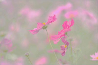 みんなが撮影した秋桜 コスモス の写真 Ganref